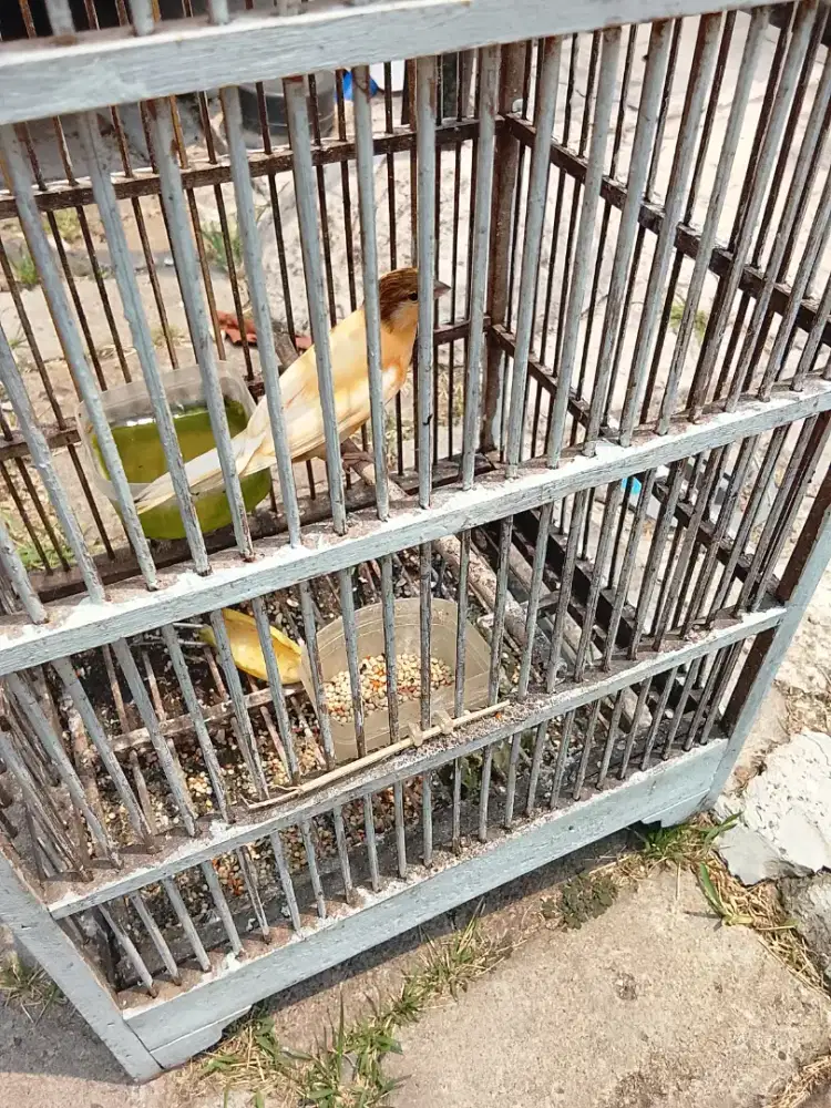 Jual burung kenari