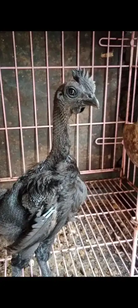 Sepasang Ayam Cemani Lidah Hitam