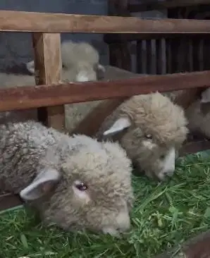 3 ekor anakan domba merino 1 jantan 2 betina 4 bln exotik jinak manteb