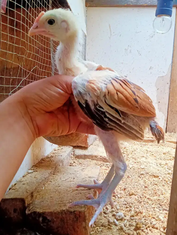 AYAM PELUNG BETINA