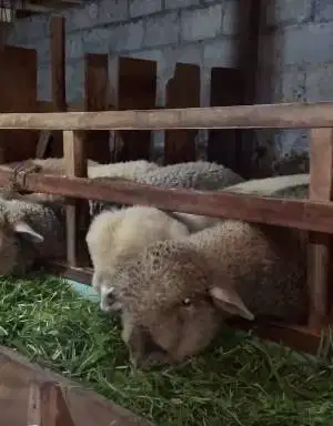 3 ekor cempe anakan domba merino 4 bln 1 jantan 2 betina siap ternak