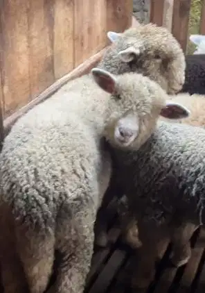 3 ekor cempe bibit domba merino 4 bln 1 jantan 2 betina siap ternak ok