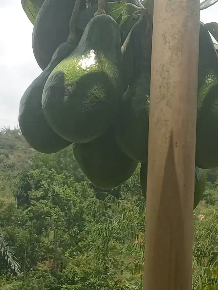 Di jual Alvocado Mentega, Miki Has dll