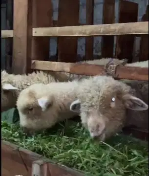 3 ekor bibit anakan domba merino 4 bln 1 jantan 2 betina exotik manteb