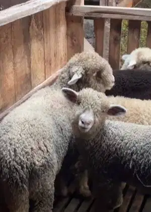 3 ekor cempe bibit domba merino 4 bln 1 jantan 2 betina siap ternak ok