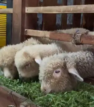 3 ekor anakan domba merino 4 bln 1 jantan 2 betina siap ternak exotik