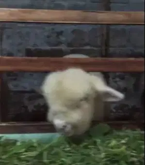 3 ekor bibit domba merino 4 bln 1 jantan 2 betina exotik jamin manteb