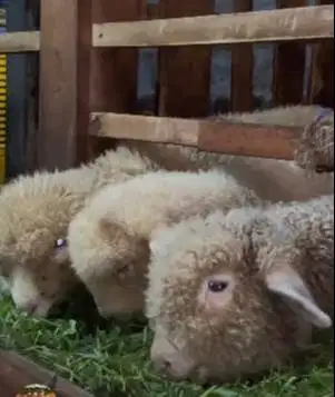 3 ekor bibit domba merino 4 bln 1 jantan 2 betina exotik jamin manteb