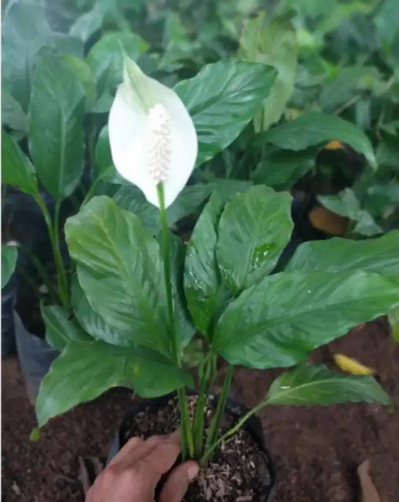 tanaman peach Lily