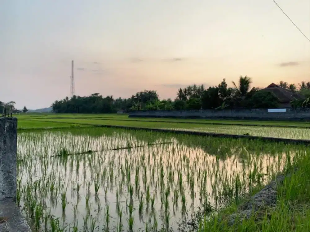 Tanah Pekarangan Dijual di Nanggulan Kulon Progo - Potensial untuk Investasi