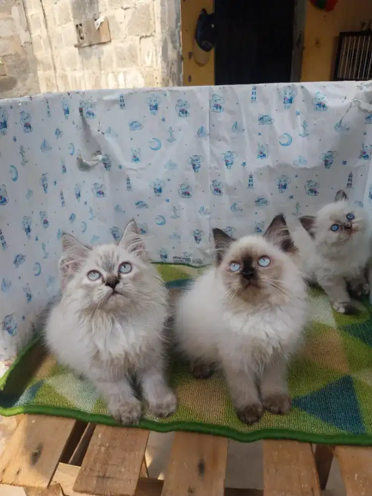 Himalaya mix ragdoll 2bulan jantan dan betina