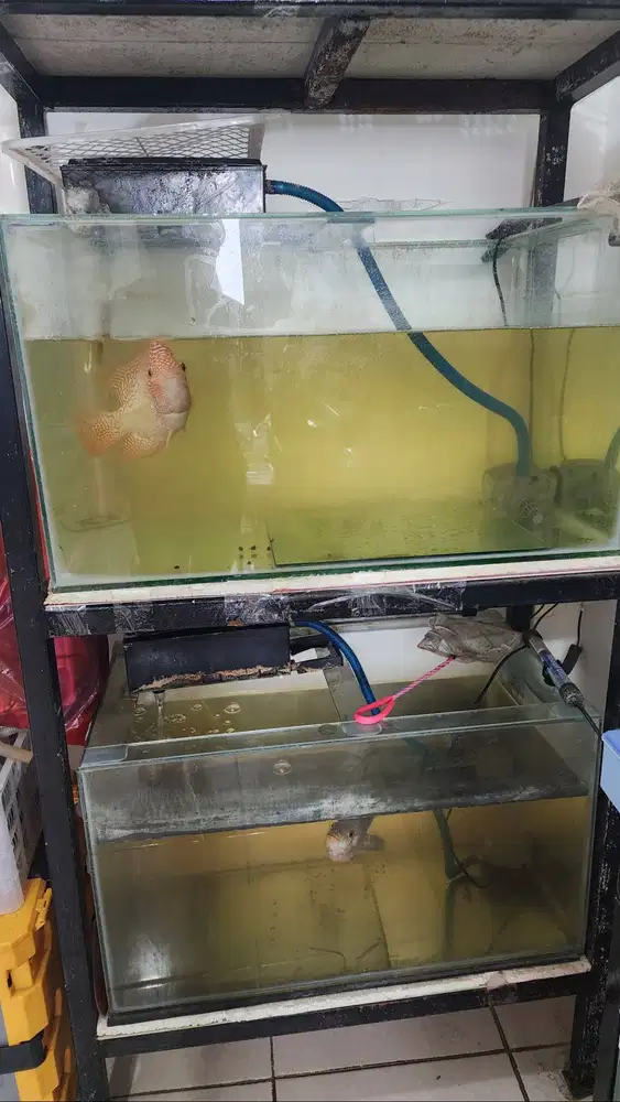 Akuarium +ikan louhan