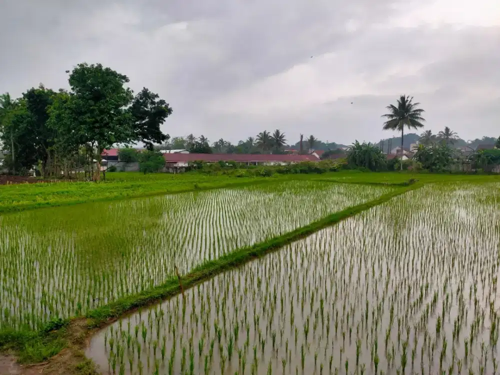 Dijual Sawah SHM an sendiri