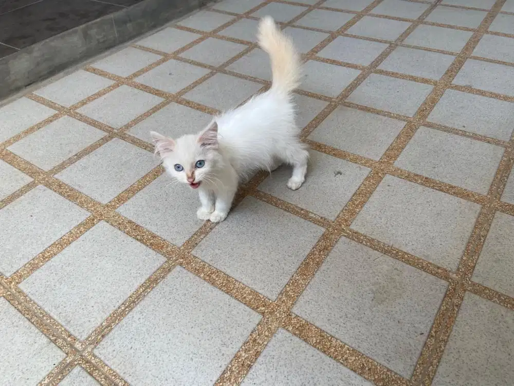 Kucing persian x himalaya x ragdoll