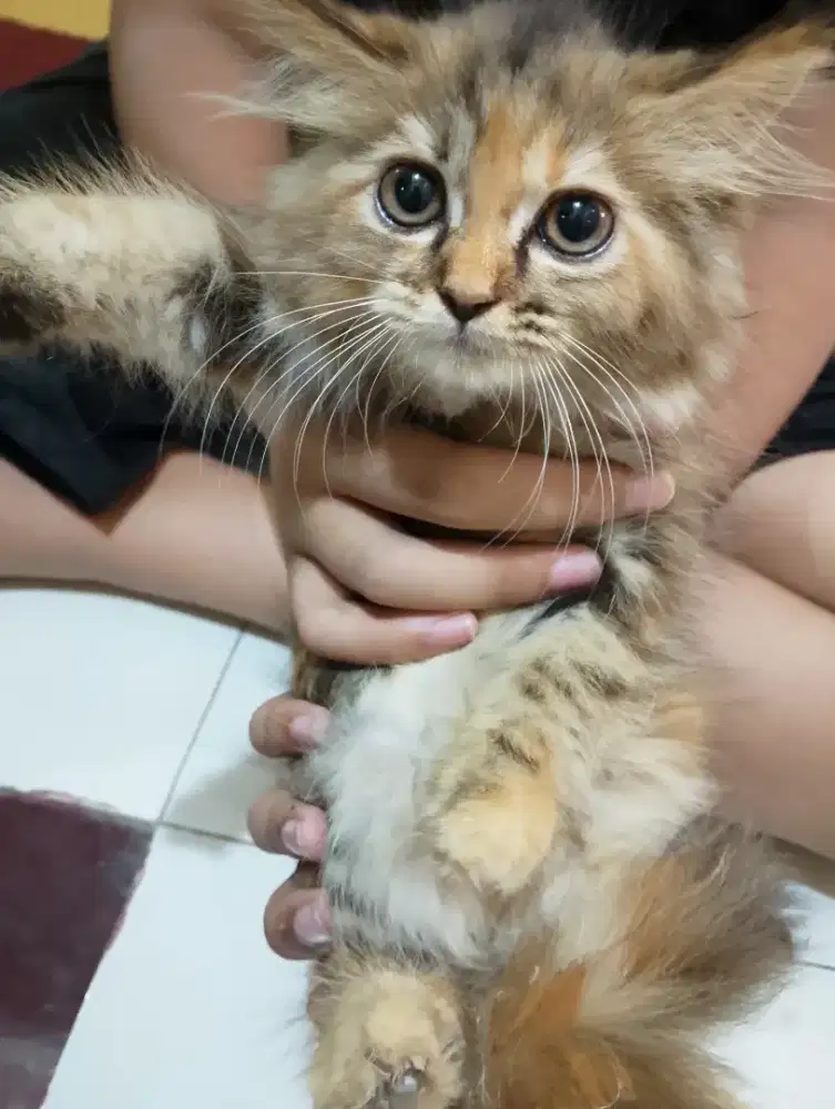 Kitten Persia bulu kapas
