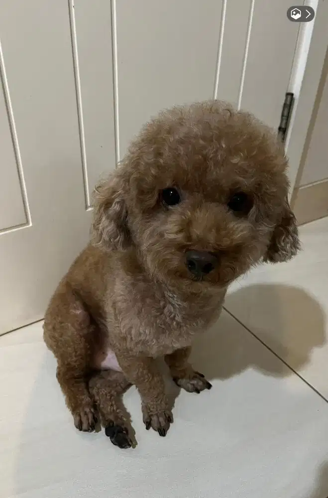 Dijual poodle jantan baik