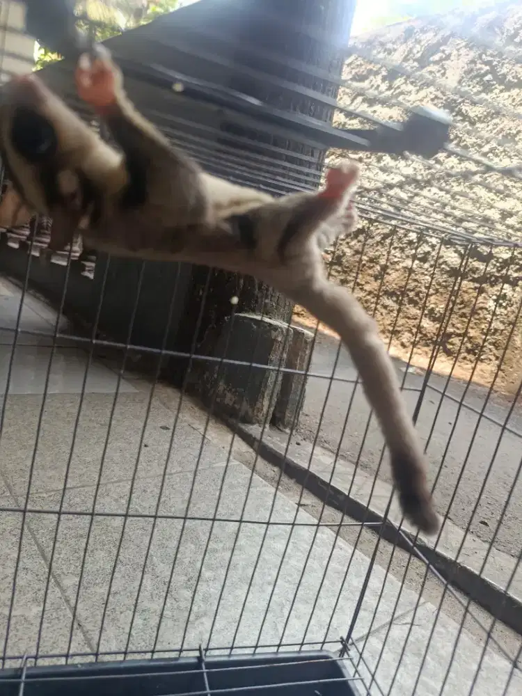 Sugar glider classic grey