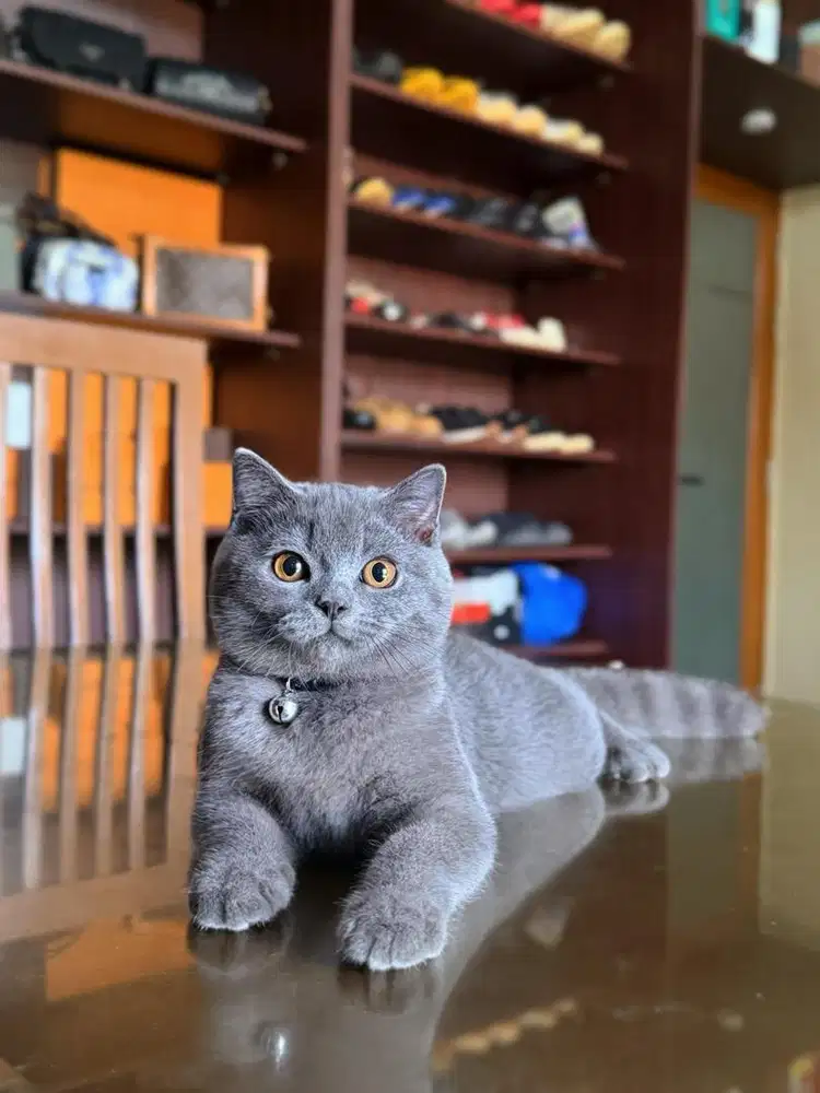 Kucing British Shorthair MALE BSH SF