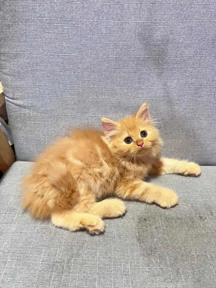 kucing kitten anakan anggora persia ragdoll himalaya munchkin