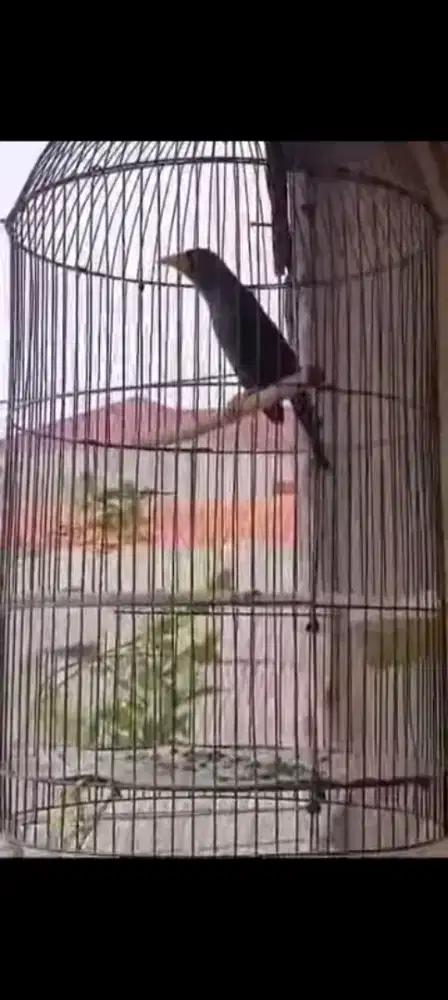 Jalak Rio Rio buat masteran