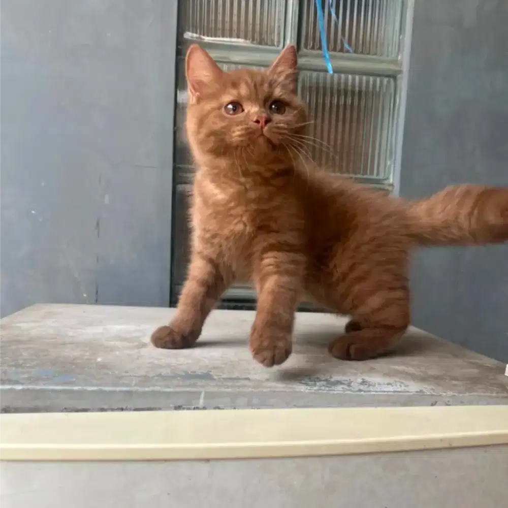 KUCING ANAK KUCING BSH HRITISH SHORTHAIR CINNAMON(RARE) JANTAN KITTEN