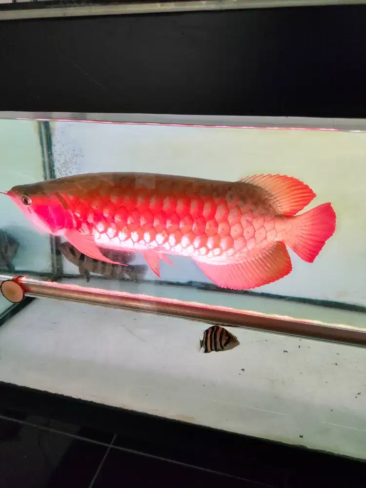 AROWANA SUPER RED
