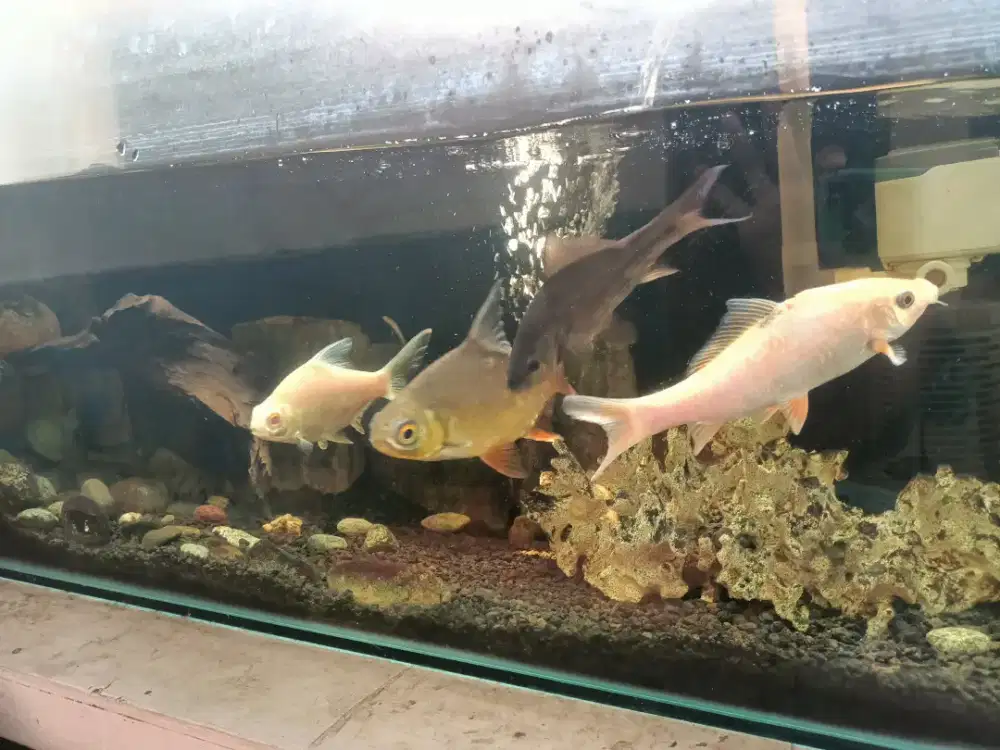 Aquarium Panjang 80 / Lebar 30 / Tinggi 45