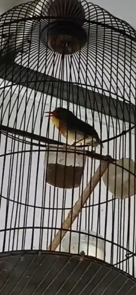 Burung legenda robin gacor dor
