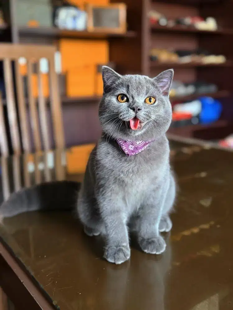 Kucing British Shorthair FEMALE BSH SF