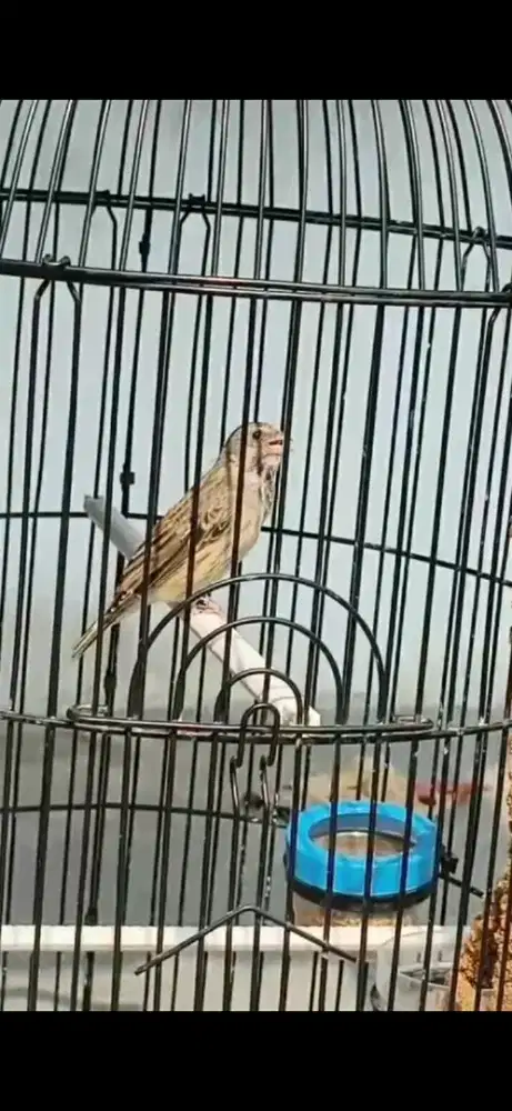Blackthroat gacor dor ngerol panjang