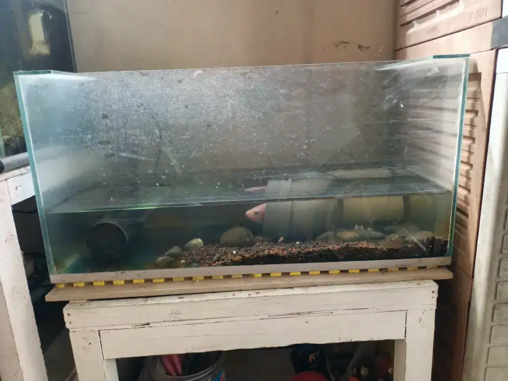 Aquarium Panjang 60, Lebar 30, tinggi 30