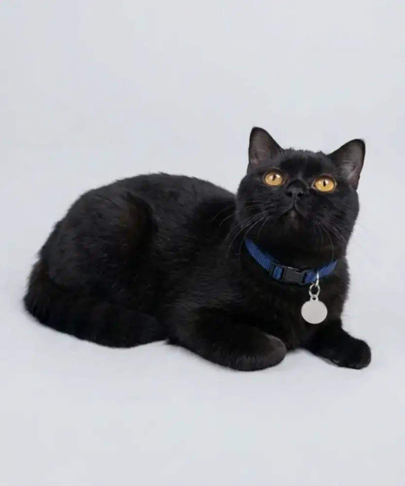 British Shorthair Black Solid Carier Cinnamon Male