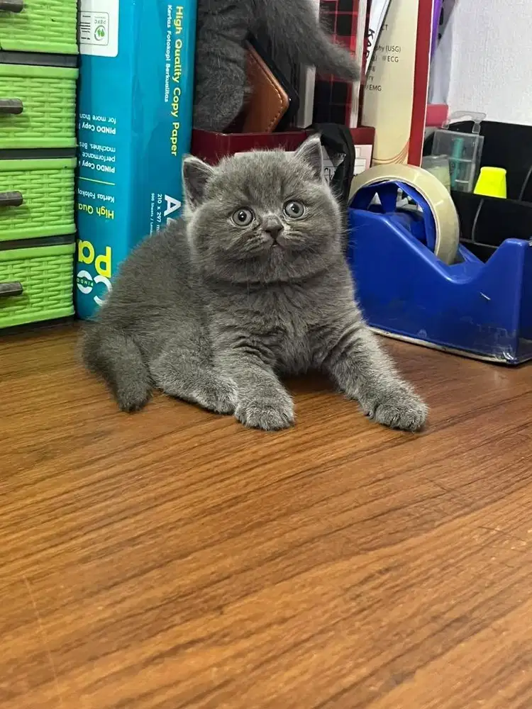 Kucing british shorthair anakan PED WCF
