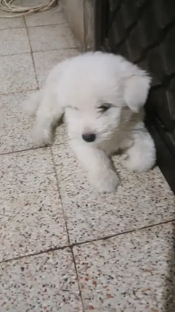 Anak Anjing Super Lucu