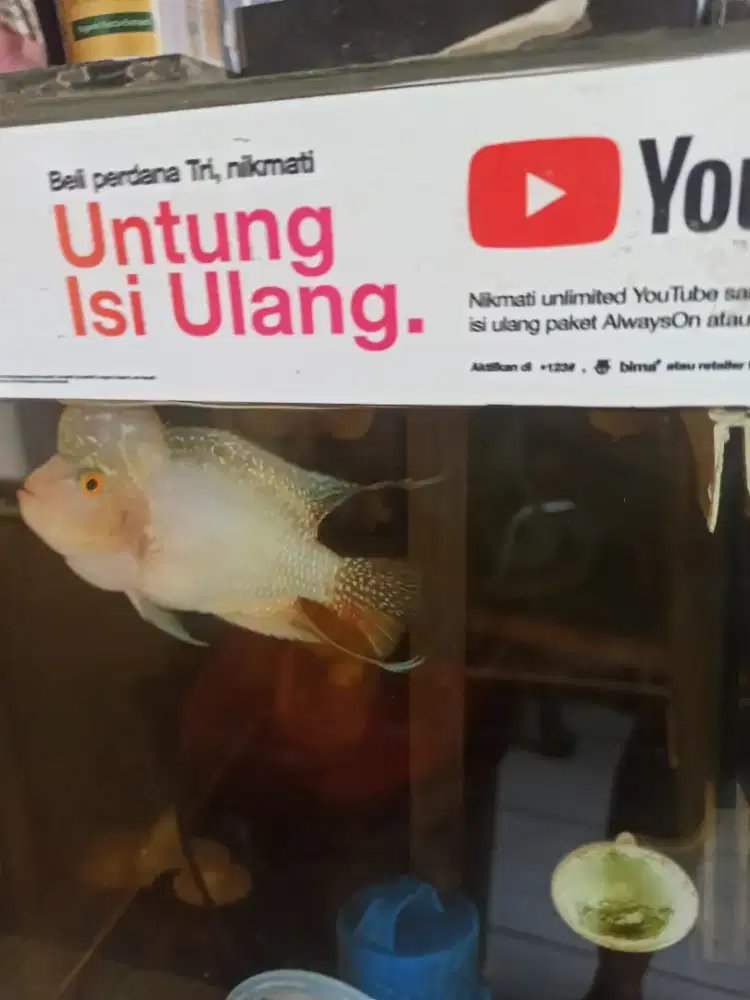 Louhan murah 100 an aja tinggal 3
