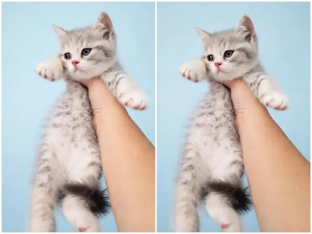 Kucing kitten British shorthair bluetabby