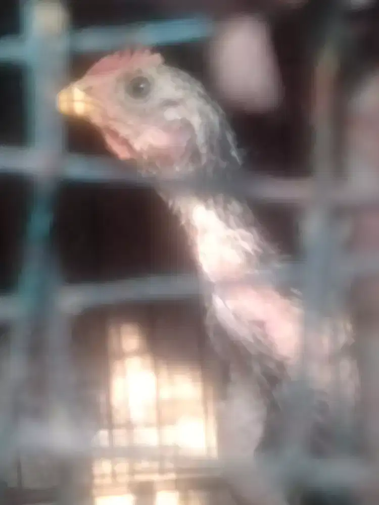 Sepasang anakan ayam pelung