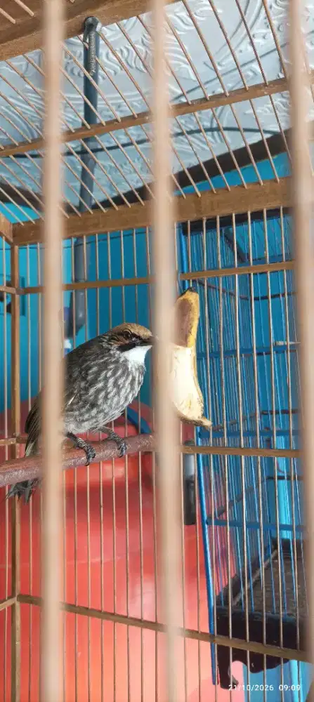 Jual Cucak Rowo Jantan