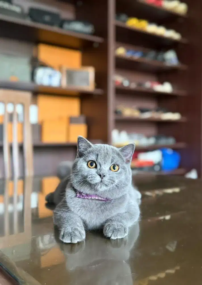 kucing british shorthair bsh