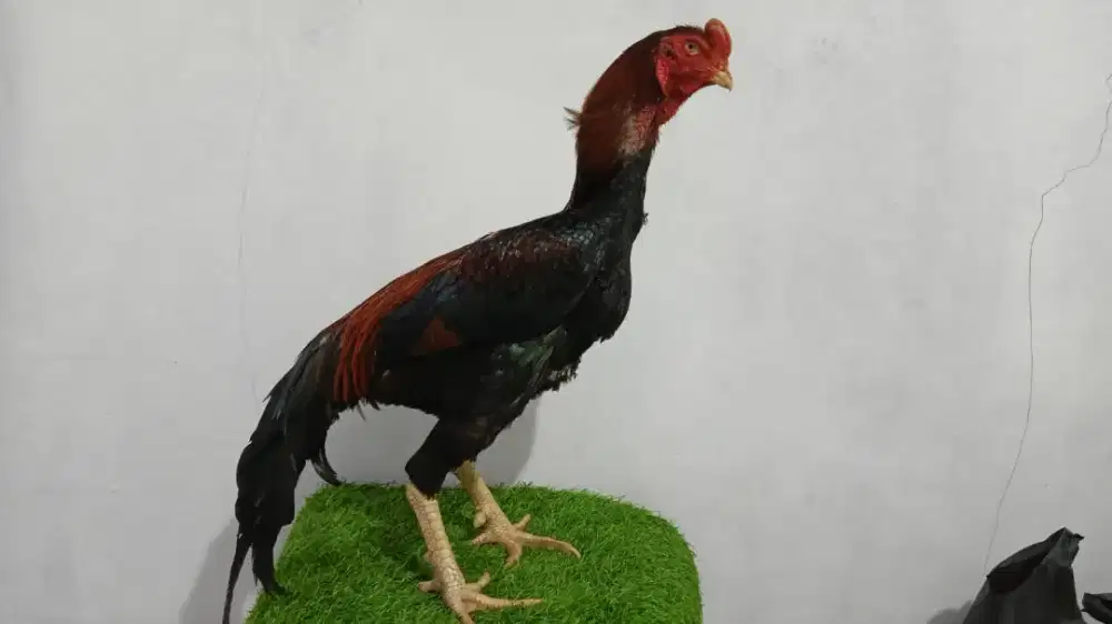 Ayam shamoo line zuchter