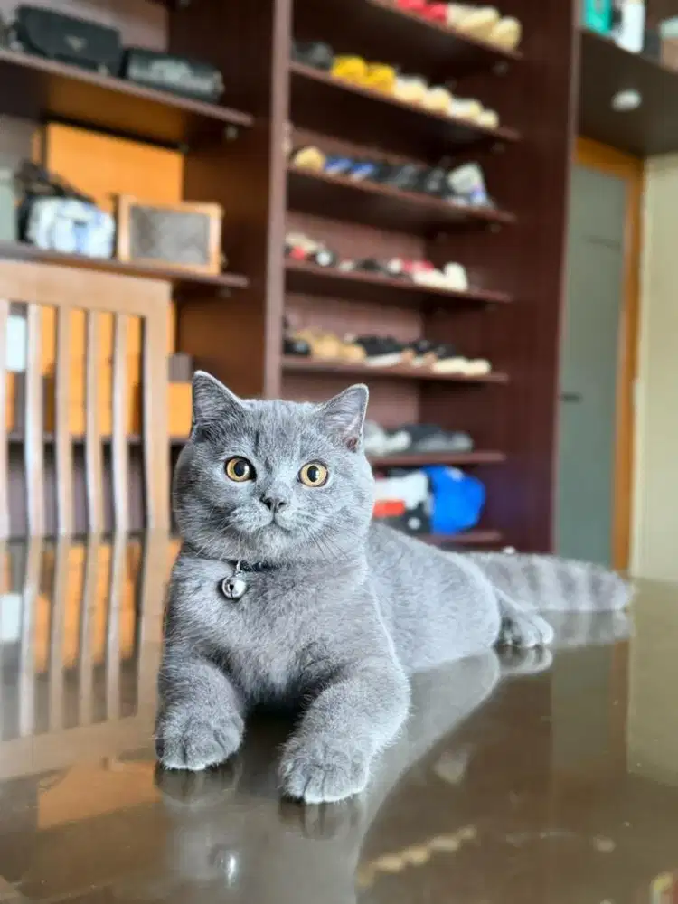 kucing british shorthair