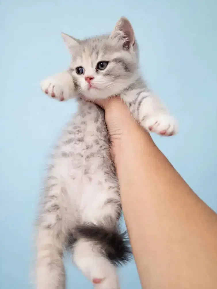 Kucing kitten British shorthair blue tabby
