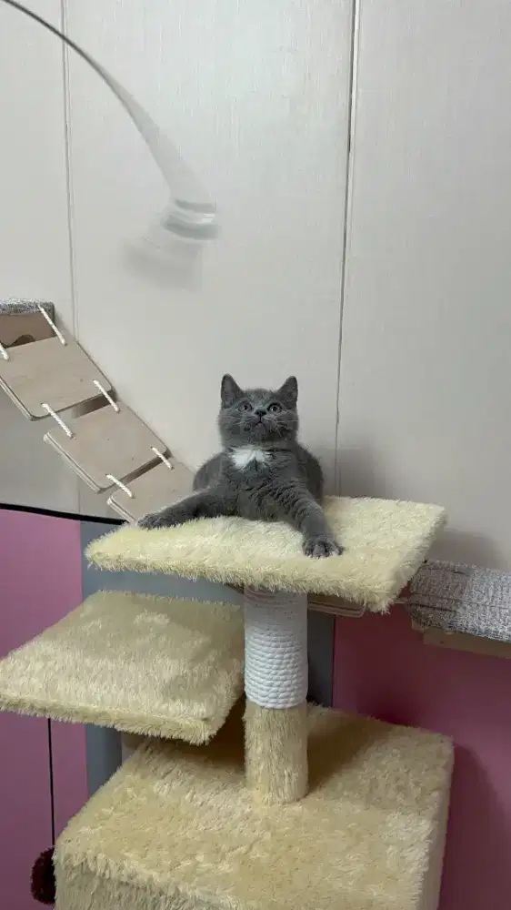 BSH kitten cakep