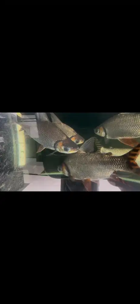 Ikan rff/red fengfeng size 33-35cm
