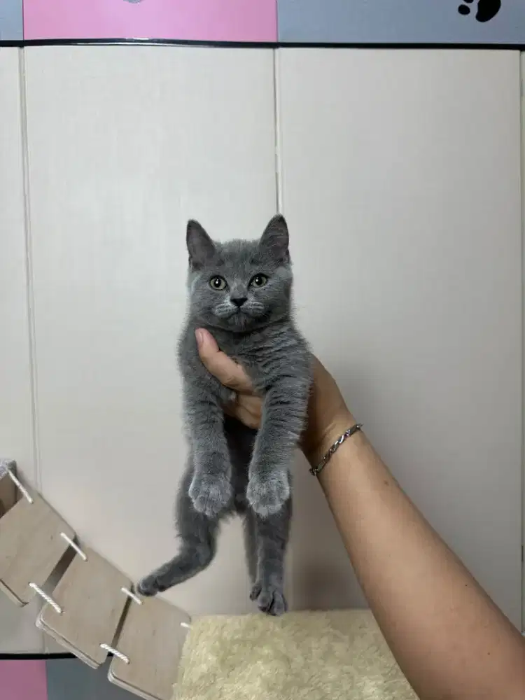 Anak kucing BSH (British short hair)