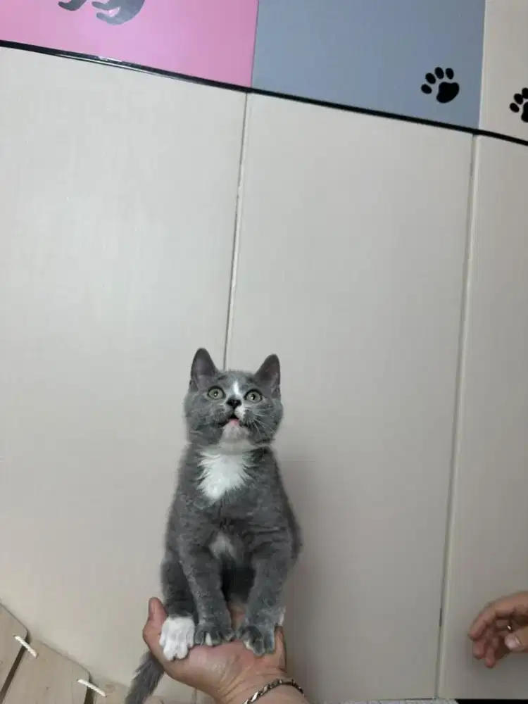 BSH bicolour kitten (British short hair)
