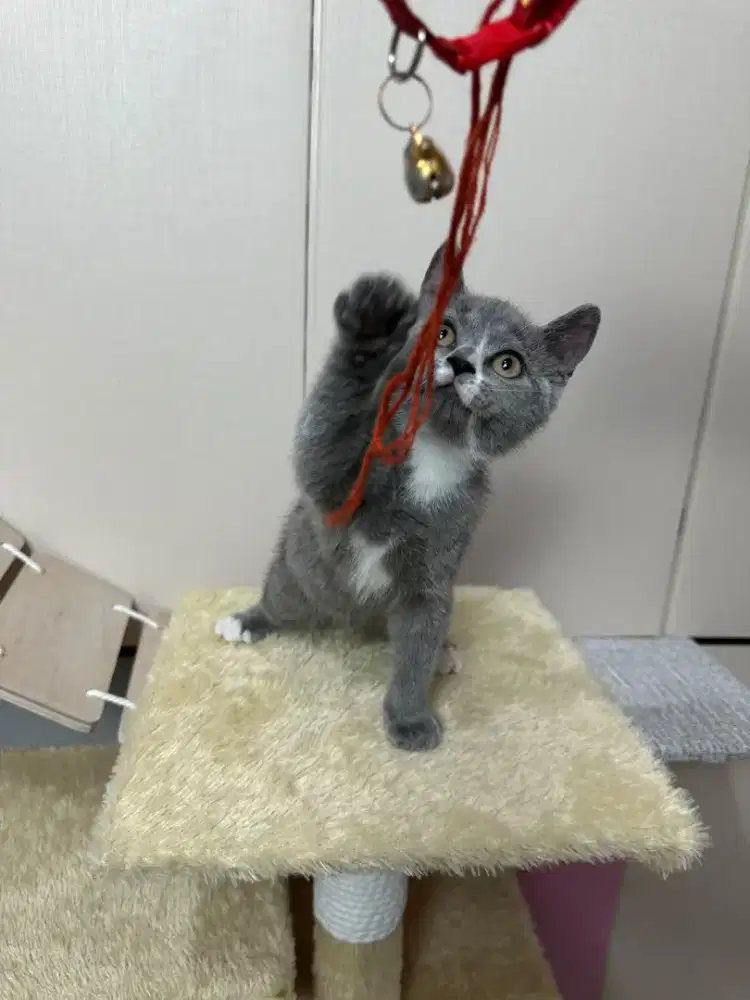 Anak kucing BSH