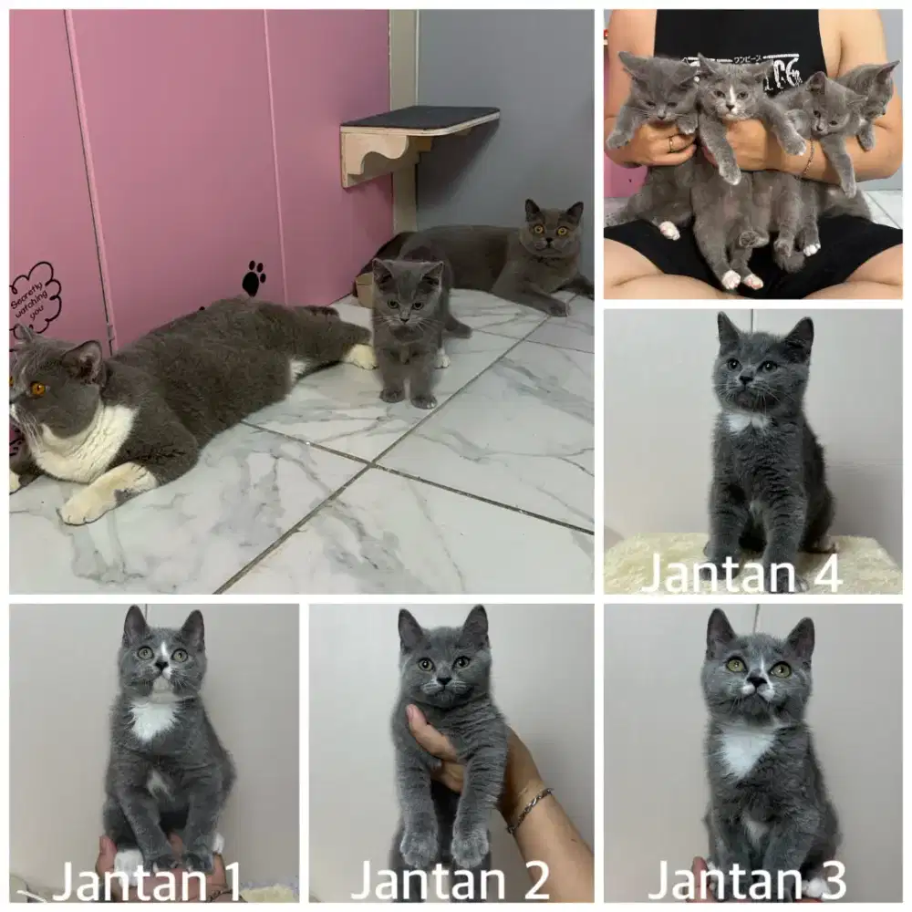 BSH kitten good quality