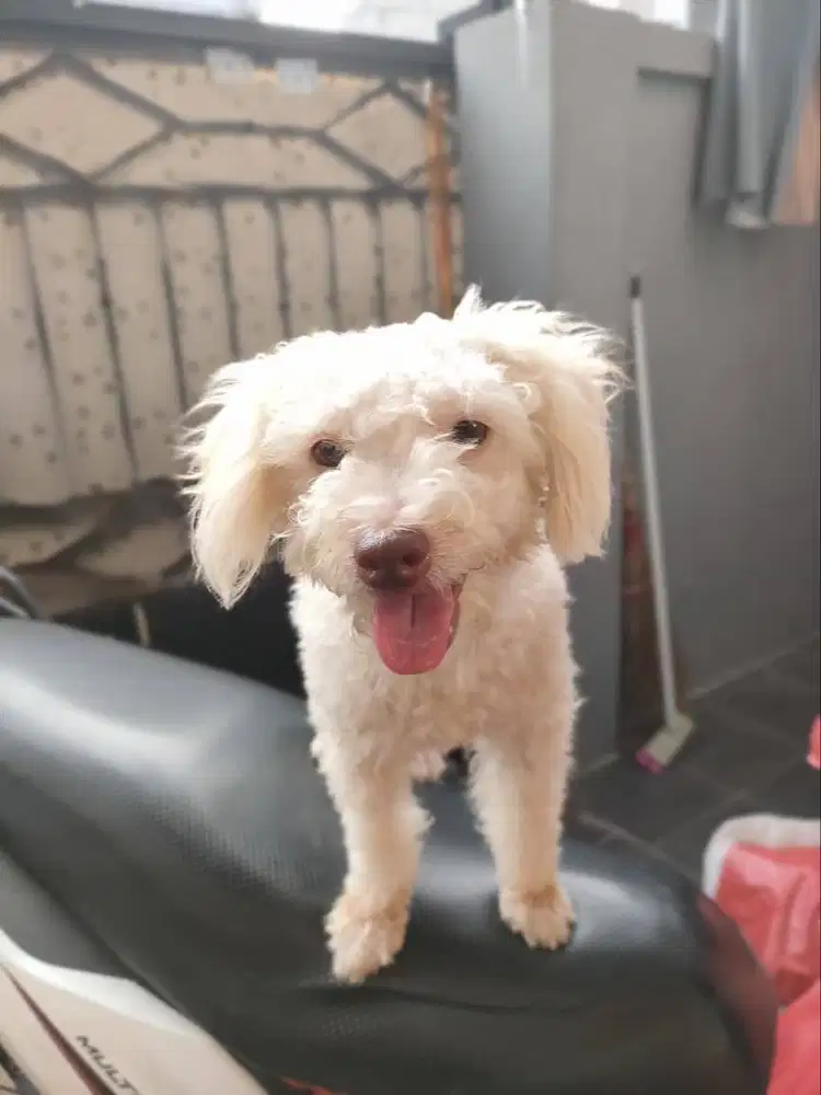 Toy Poodle usia 1.5 tahun