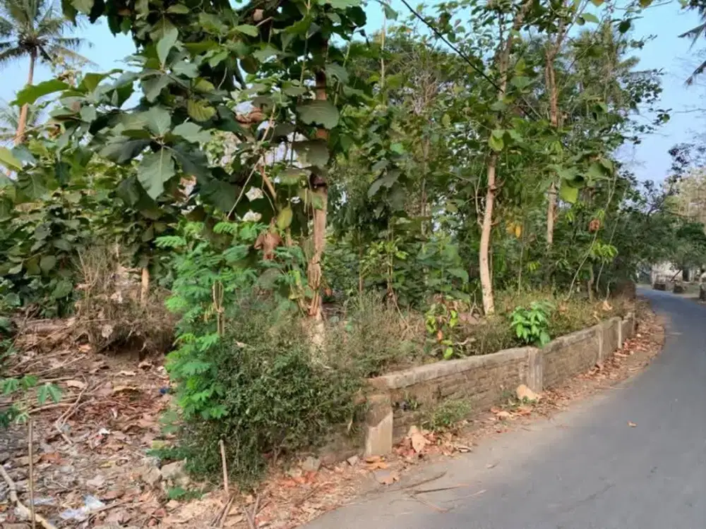 Dijual Tanah Sawah di Nanggulan Kulon Progo - Cocok untuk Lahan Pertanian